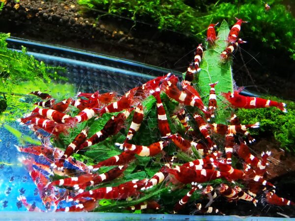 TAIWAN BEE PANDA RUBY RED - 1.0 CM - obrazek 3